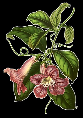 橘紅花束卡通透明素材