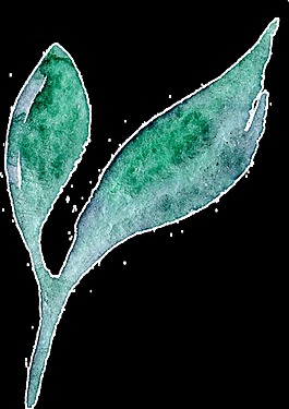 水果綠葉卡通透明素材