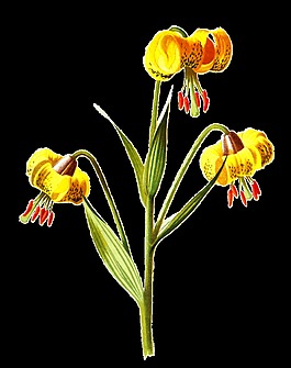南瓜花束卡通透明素材