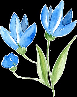 水藍(lán)花葉卡通透明素材