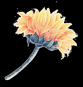 繪畫花卉卡通透明素材
