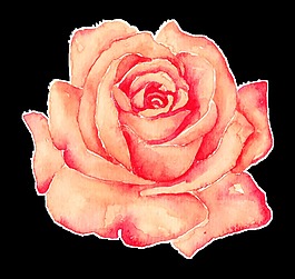 玫瑰花卡通透明素材