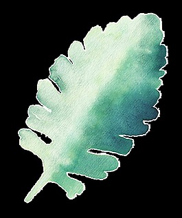 生長(zhǎng)樹葉卡通透明素材