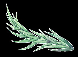 墨綠樹(shù)葉卡通透明素材