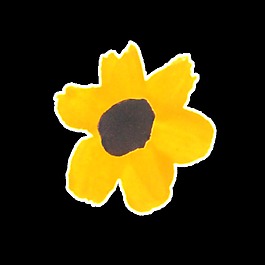 黃色可愛花卉卡通透明素材