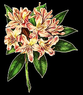 優(yōu)雅求婚花卉卡通透明素材