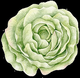 優(yōu)雅花卉卡通透明素材
