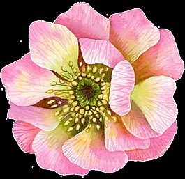 粉色芬芳花卉卡通透明素材