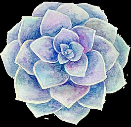 花園植物多肉卡通透明素材