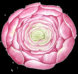 粉色蓮花卡通透明素材