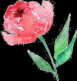 浪漫情人節(jié)花卉卡通透明素材