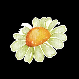 太陽(yáng)花插畫(huà)透明素材