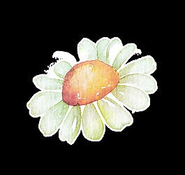 潔白時(shí)尚花卉卡通透明素材