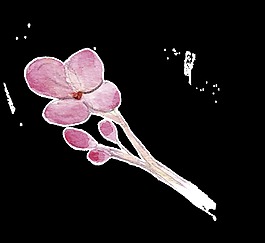 粉嫩夢(mèng)幻植物卡通透明素材