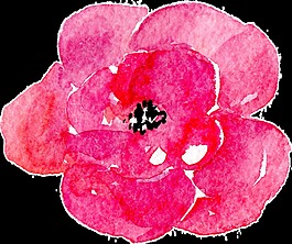 艷麗優(yōu)雅花卉卡通透明素材