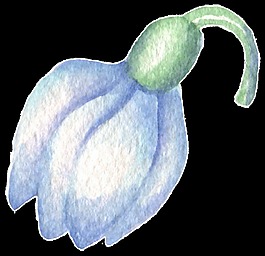 燈籠性花卉水彩透明素材