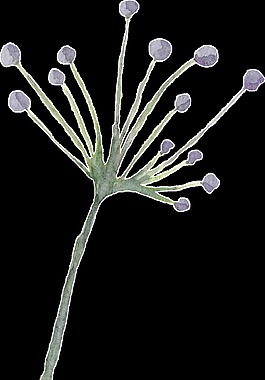 創(chuàng)意植物透明素材