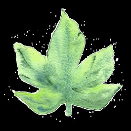 綠色楓葉卡通水彩透明素材