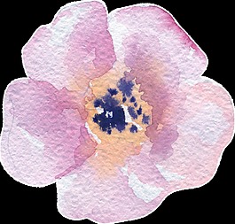 繪畫粉色花卉透明素材