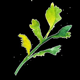 芹菜樹葉透明素材