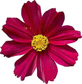 紫紅色小菊花psd源文件