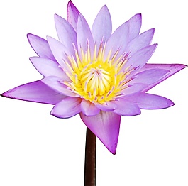 手绘淡雅莲花psd源文件