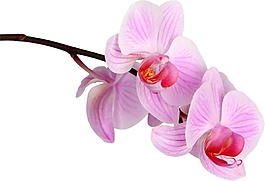 美麗的蘭花psd源文件