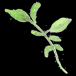 淡紫綠葉卡通水彩透明素材