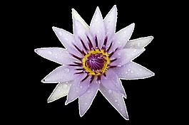 现实花卉卡通水彩透明素材