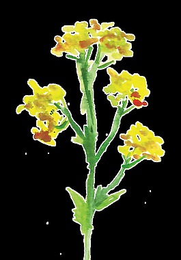 黄色迎春花卡通水彩透明素材