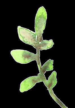 春季植物生長透明素材