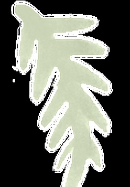 陰影樹葉卡通水彩透明素材