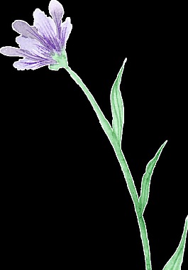 紫色花束卡通水彩透明素材