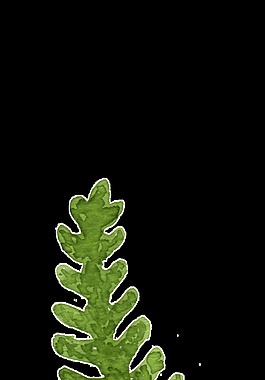 海草卡通水彩透明素材