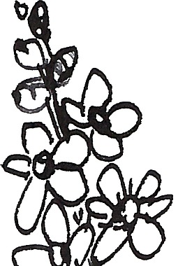 茂盛花卉綻放透明素材