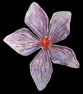 復(fù)古花卉卡通水彩透明素材
