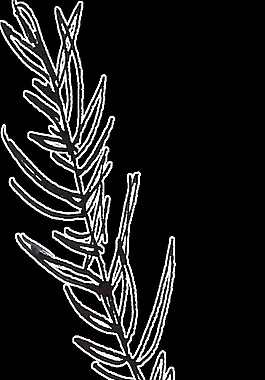 竖行植物树叶透明素材