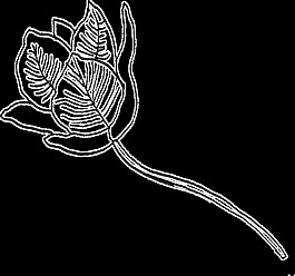 素描花卉卡通水彩透明素材