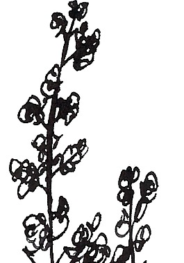 藝術(shù)涂鴉樹葉卡通水彩透明素材