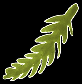 創(chuàng)意水彩植物樹葉卡通水彩透明素材