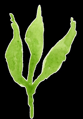 各類植物樹葉卡通水彩透明素材