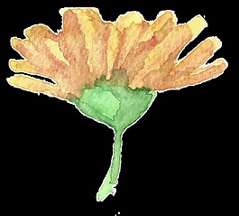 月季花卡通水彩透明素材