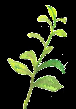 嫩綠新鮮植物卡通水彩透明素材