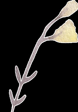 黃燈花枝卡通水彩透明素材