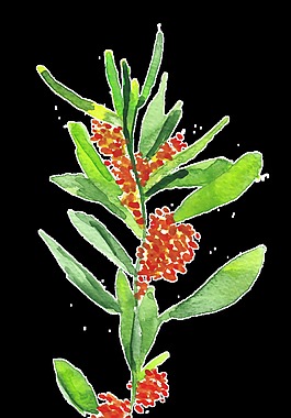 碧绿植物卡通水彩透明素材