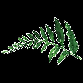 樹木樹葉卡通水彩透明素材