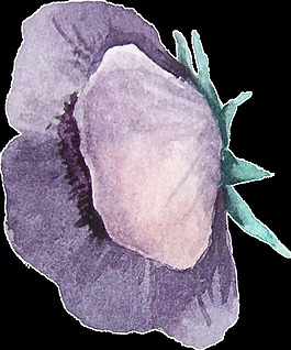 紫黃花蕊卡通水彩透明素材