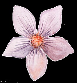 枝條花瓣卡通水彩透明素材