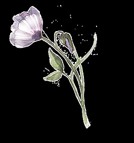白漬花束卡通水彩透明素材