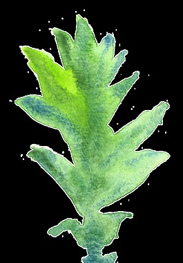 深綠海葉卡通水彩透明素材